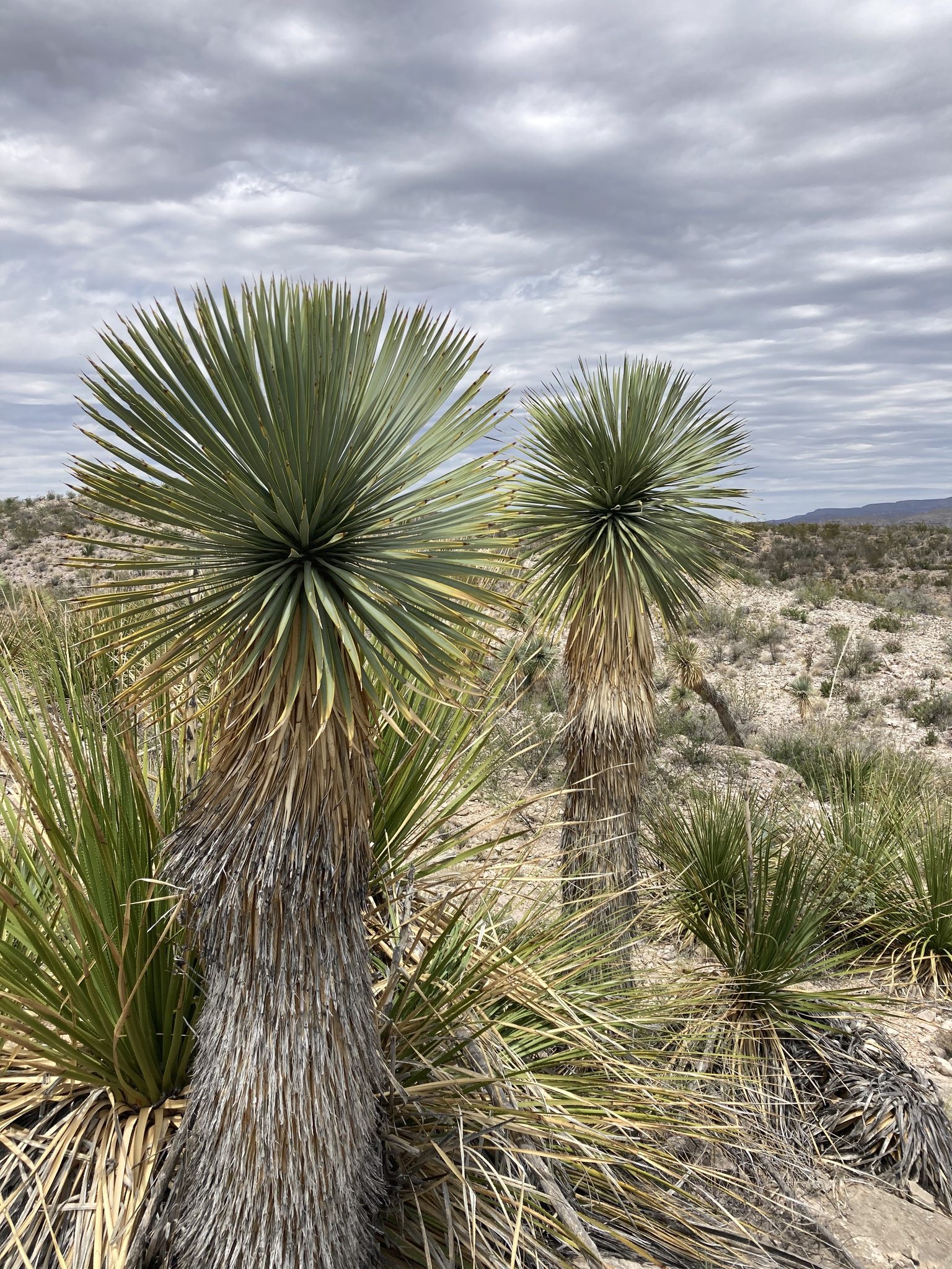 Yucca thompsoniana